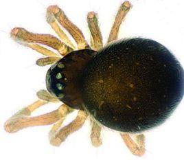 迷你蜘蛛 迷你蜘蛛