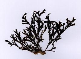 網地藻科 網地藻科