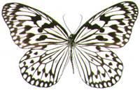 大帛斑蝶 大帛斑蝶