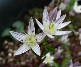 華北獐牙菜 華北獐牙菜