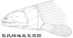 張氏蝶柱魚 張氏蝶柱魚