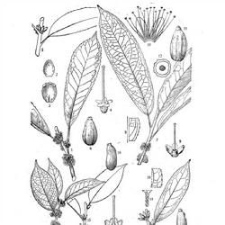 腺緣山礬 腺緣山礬