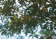 瑞麗山龍眼 瑞麗山龍眼