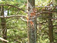 松皰鏽病 松皰鏽病