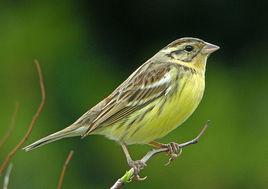 黃胸鵐東北亞種 黃胸鵐東北亞種