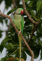 亞歷山大鸚鵡 亞歷山大鸚鵡