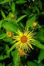 銹毛旋覆花 銹毛旋覆花