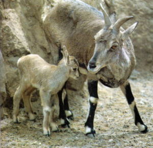 岩羊