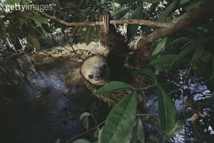 巴西三趾樹懶