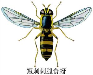 短刺刺腿食蚜蠅 短刺刺腿食蚜蠅