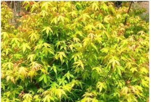 日本稠李 日本稠李