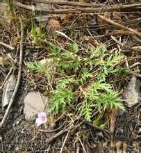 密葉尖喙蘚 密葉尖喙蘚