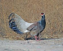 Brown eared pheasant Brown eared pheasant
