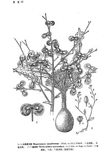 大果高河菜 大果高河菜