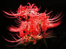 曼陀沙華[石蒜科多年生草本花卉]