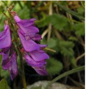 疏忽岩黃耆 疏忽岩黃耆