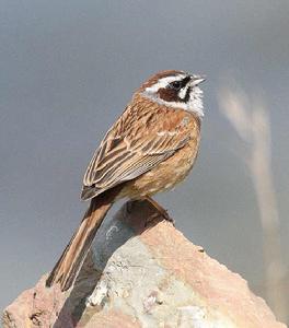 三道眉草鵐普通亞種 三道眉草鵐普通亞種