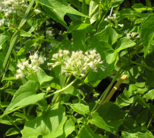 假澤蘭屬 假澤蘭屬