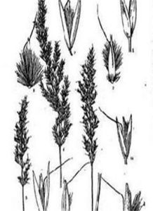 台灣野青茅 台灣野青茅