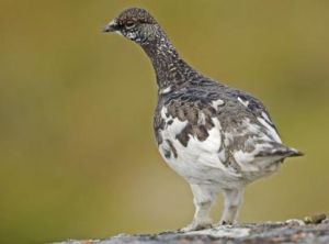 岩雷鳥指名亞種 岩雷鳥指名亞種