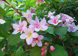 苞葉杜鵑 苞葉杜鵑