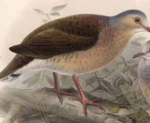 灰額棕翅鳩 灰額棕翅鳩