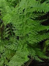 大葉金花草 大葉金花草