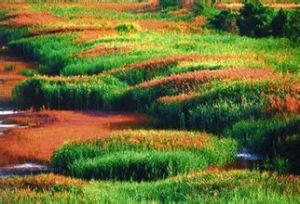 河口區檉柳林場 河口區檉柳林場