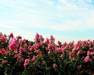 襄陽中華紫薇園