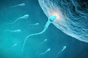 精子DNA碎片化檢測 精子DNA碎片化檢測