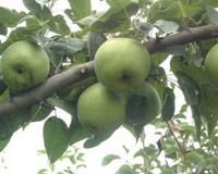 新鄉市司馬來吉利果蔬科技示範園