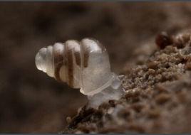 透明洞穴蝸牛 透明洞穴蝸牛