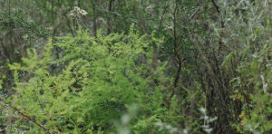 多刺天門冬 多刺天門冬