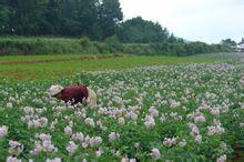 山半腰村 山半腰村
