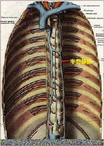 半奇靜脈 半奇靜脈