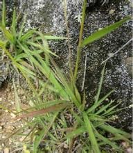 真野古草亞屬 真野古草亞屬