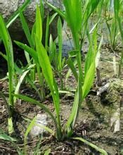 窄葉香青 窄葉香青