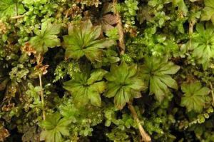 長喙同蒴蘚 長喙同蒴蘚