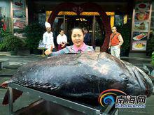 石斑魚[鱸形目鮨科動物]