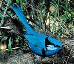 細尾鷯鶯 細尾鷯鶯