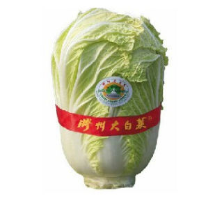 膠州大白菜 膠州大白菜