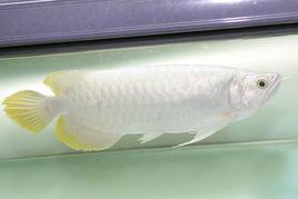 白金龍魚 白金龍魚