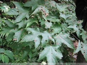 小果中華槭 小果中華槭