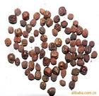 枸骨子[枸骨子]