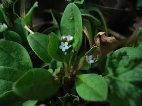 凸脈附地菜 凸脈附地菜