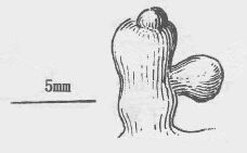 單瘤蘺生藻的藻體外形