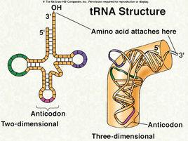 變偶假說 變偶假說