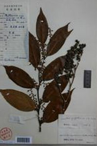 尖基木藜蘆 尖基木藜蘆