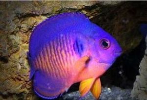 紅閃電神仙魚 紅閃電神仙魚