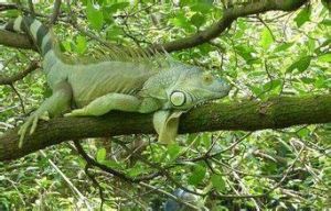 裕廊爬蟲園 裕廊爬蟲園